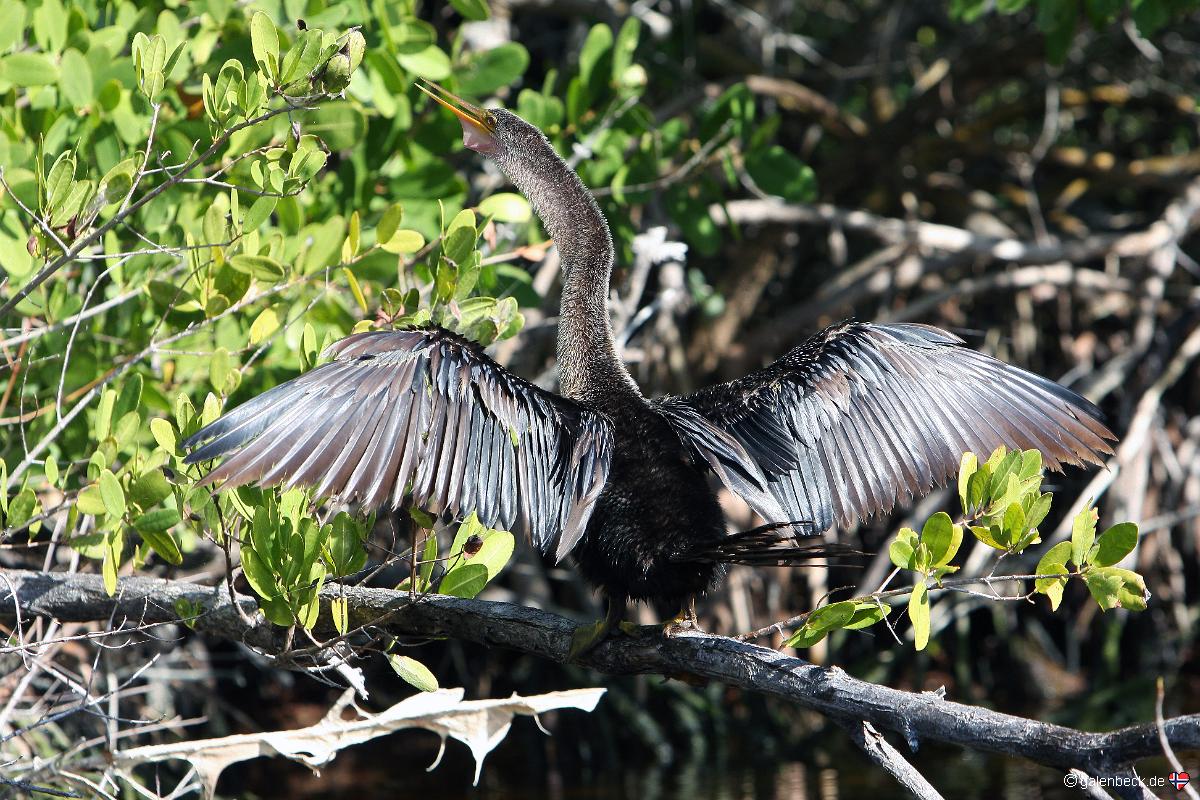 Schlangenhalsvogel