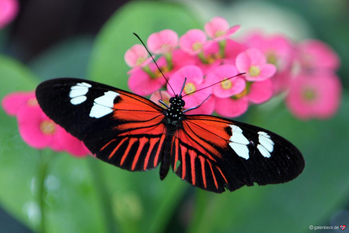 Key West Butterfly and Nature Conservatory