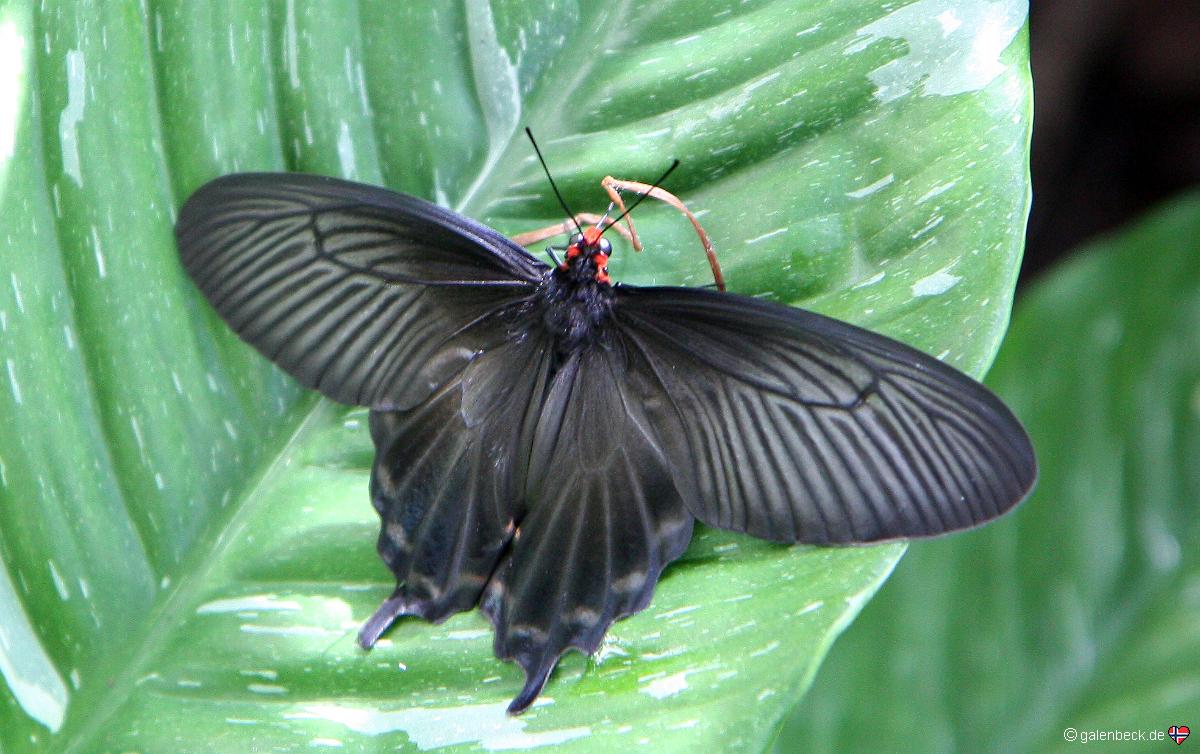 Key West Butterfly Conservatory
