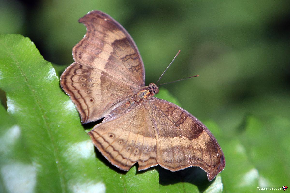 Butterfly Conservatory