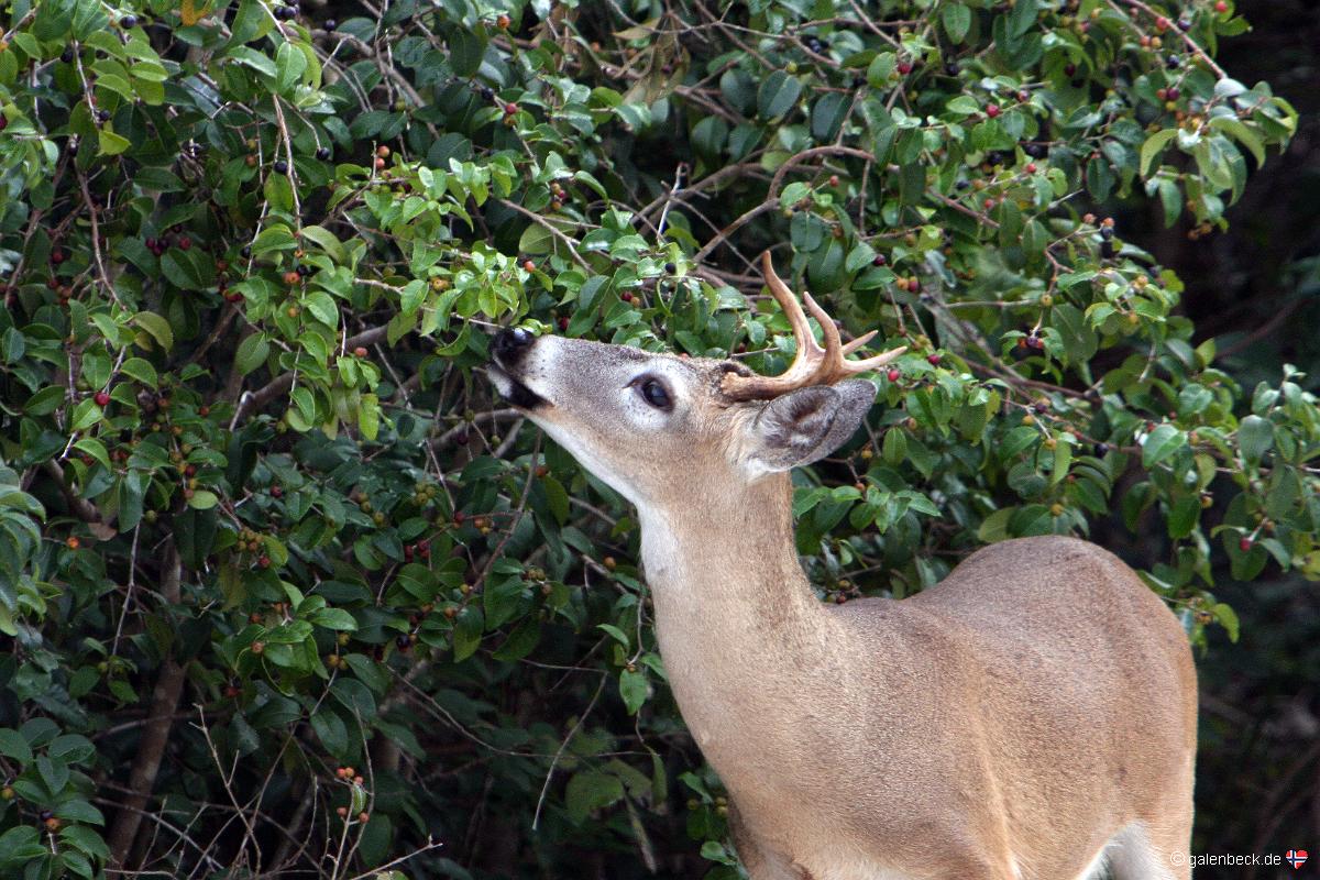National Key Deer Refuge