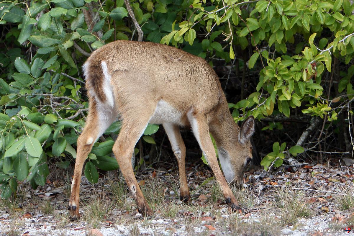 National Key Deer Refuge