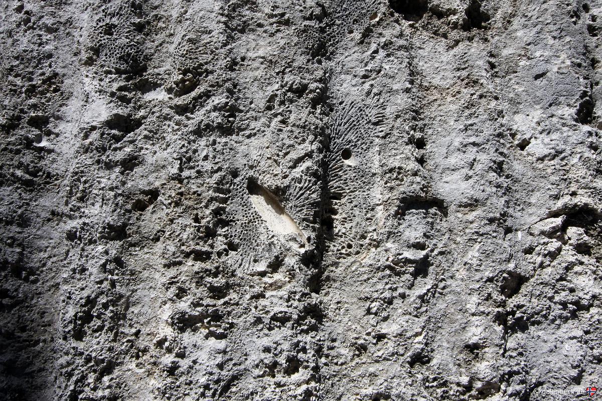 Windley Key Fossil Reef State Park