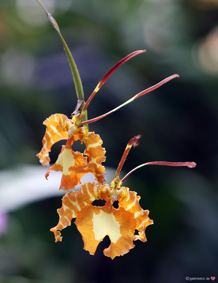 American Orchid Society Visitors Center