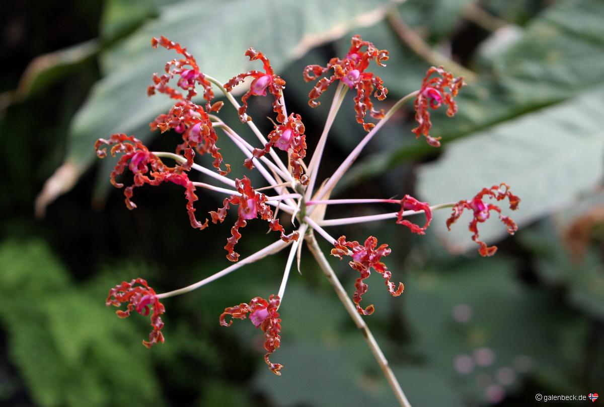 American Orchid Society Visitors Center