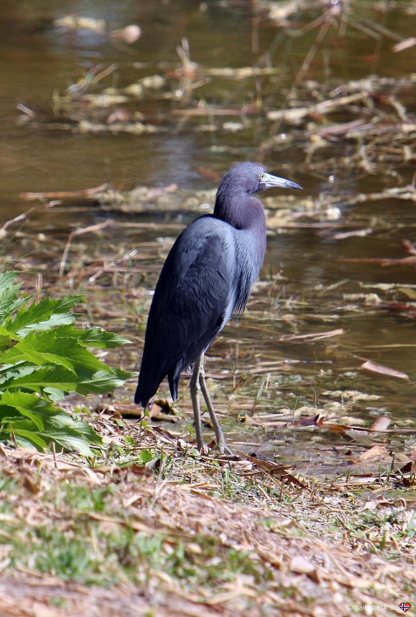 Blaureiher