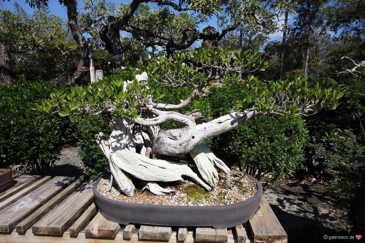Bonsai Garden