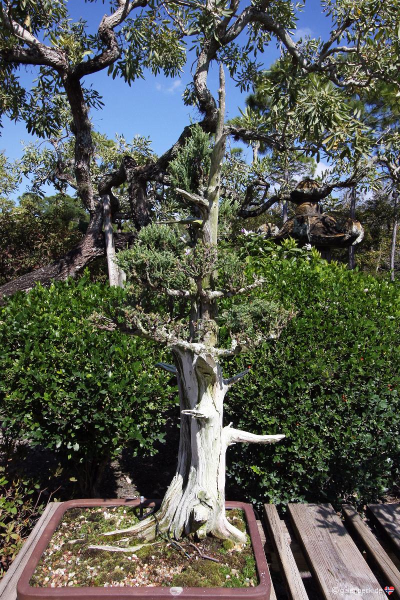 Bonsai Garden
