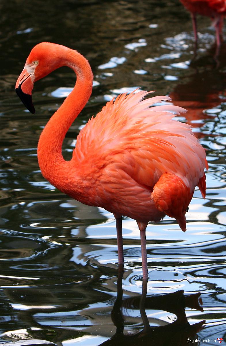 Flamingo Gardens