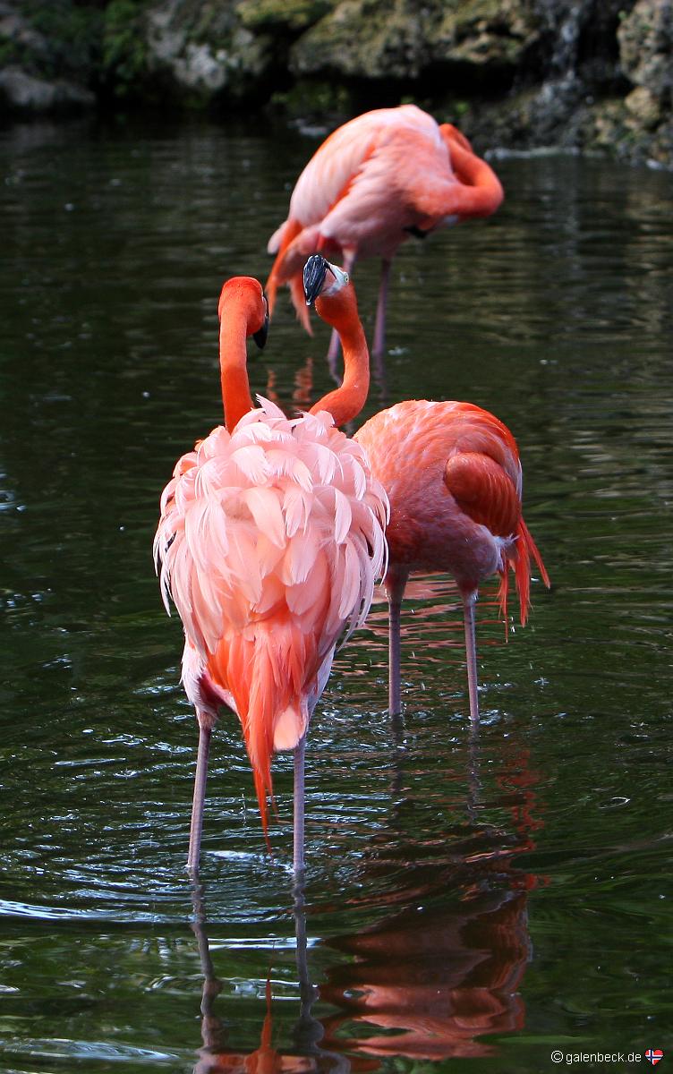 Flamingo Gardens