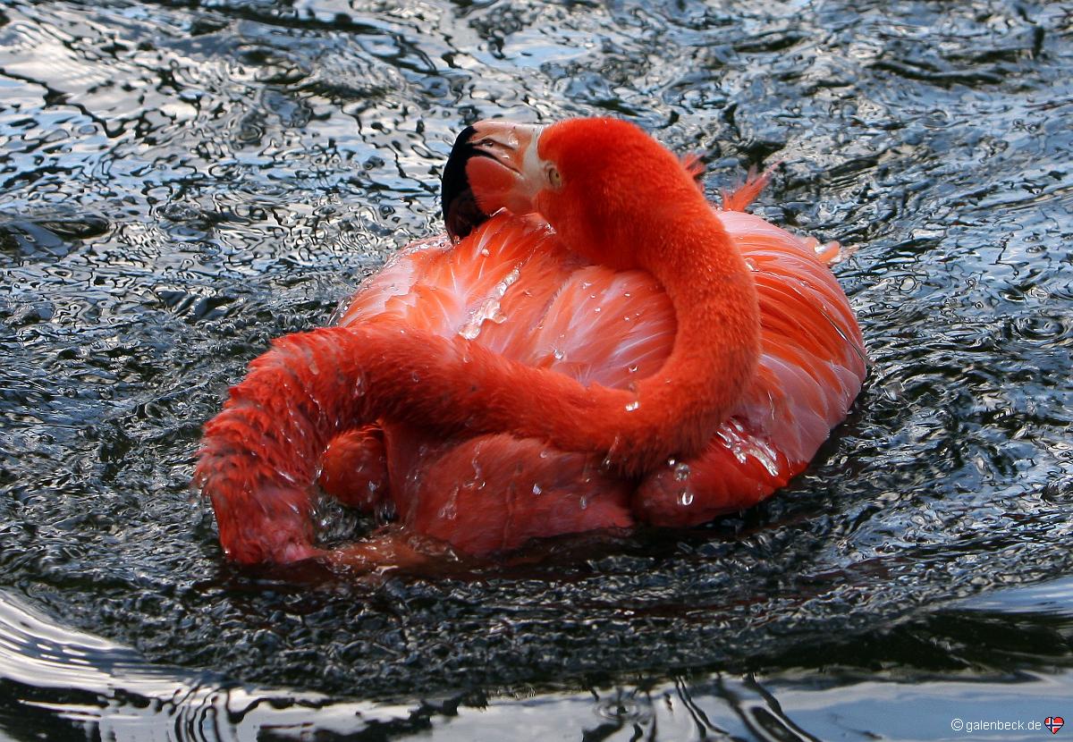 Flamingo Gardens