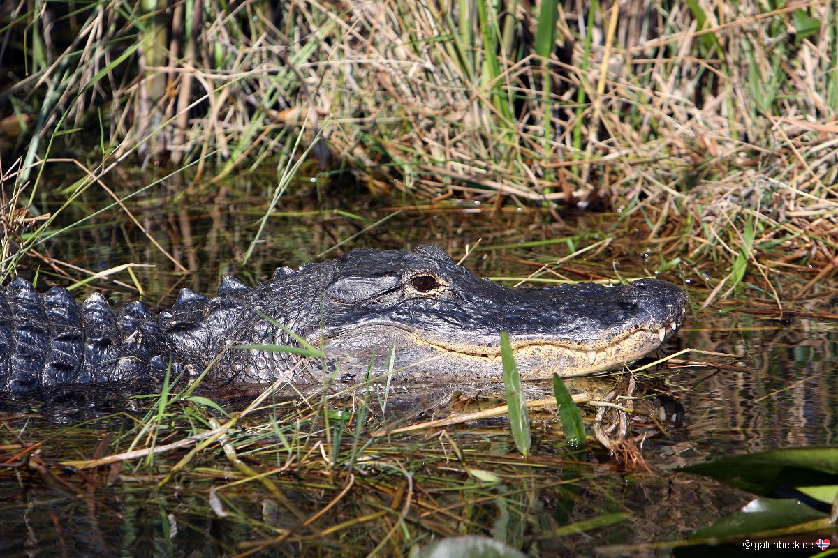 Everglades National Park