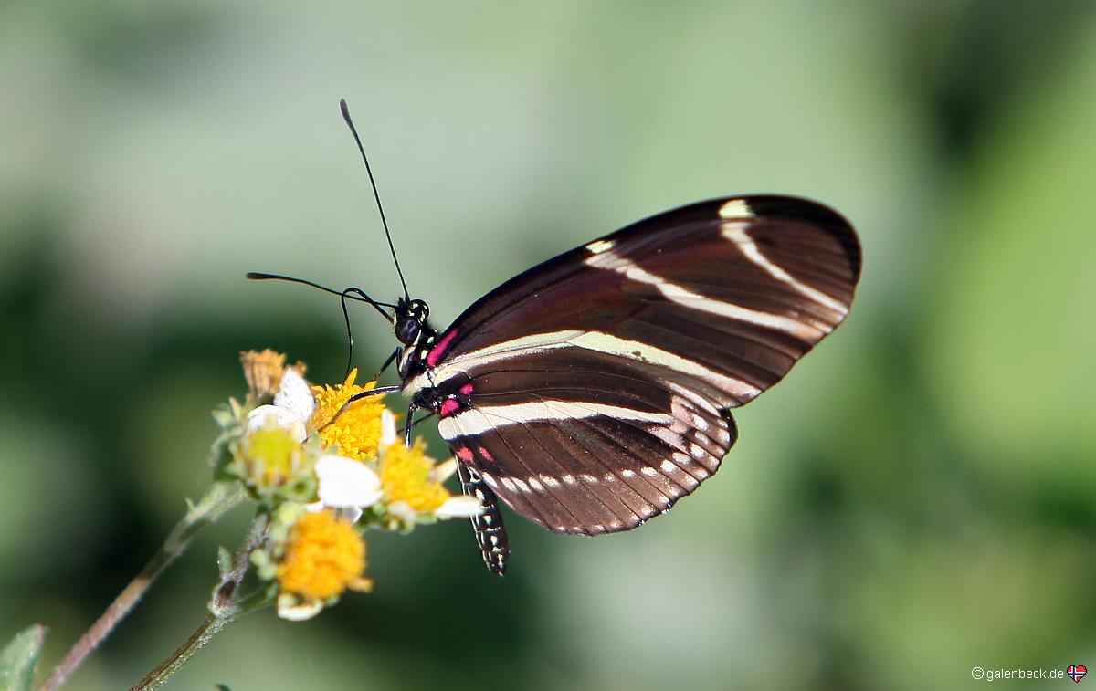Zebrafalter