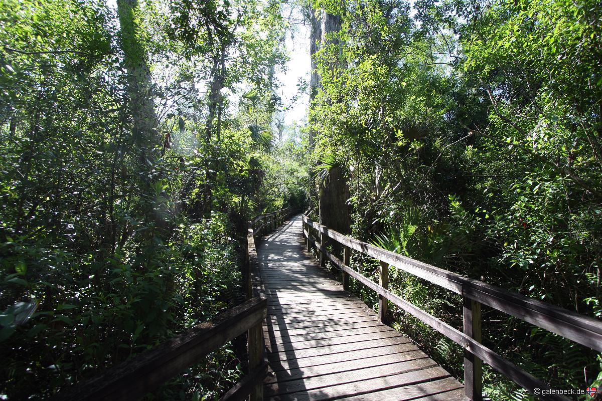Big Cypress Bend Boardwalk