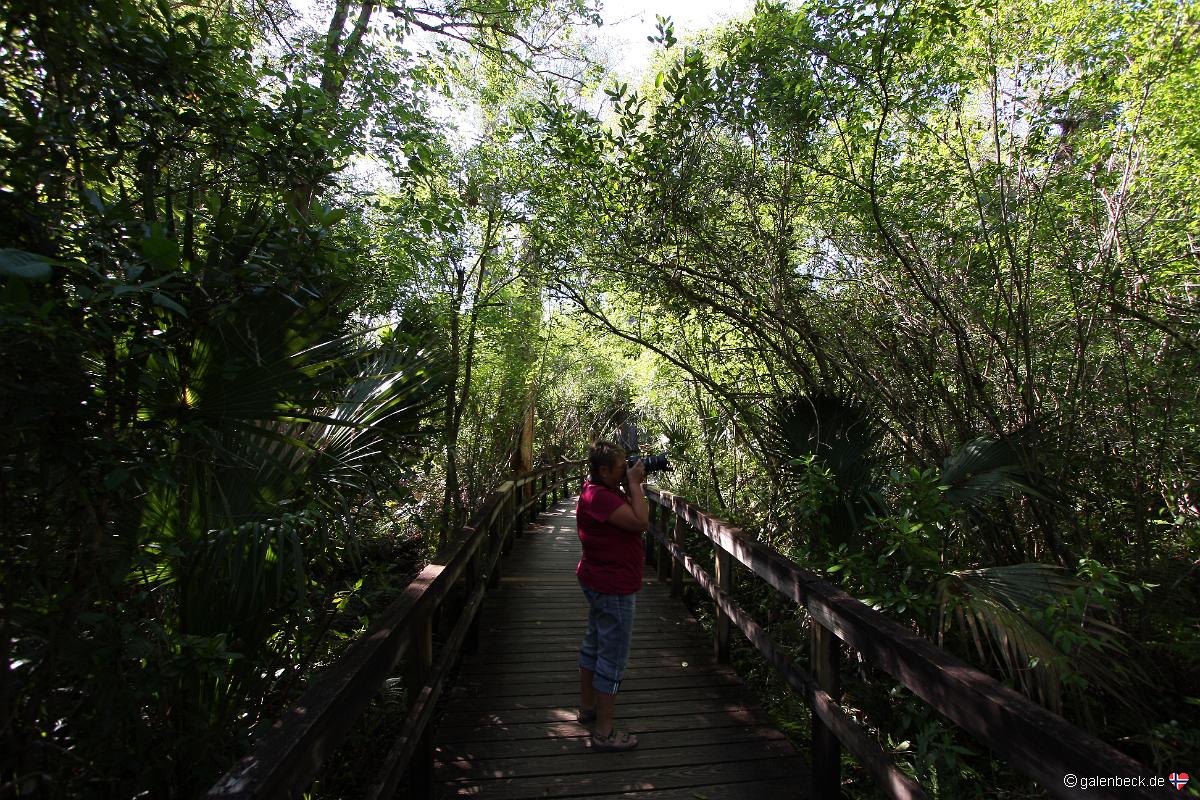 Big Cypress Bend Boardwalk