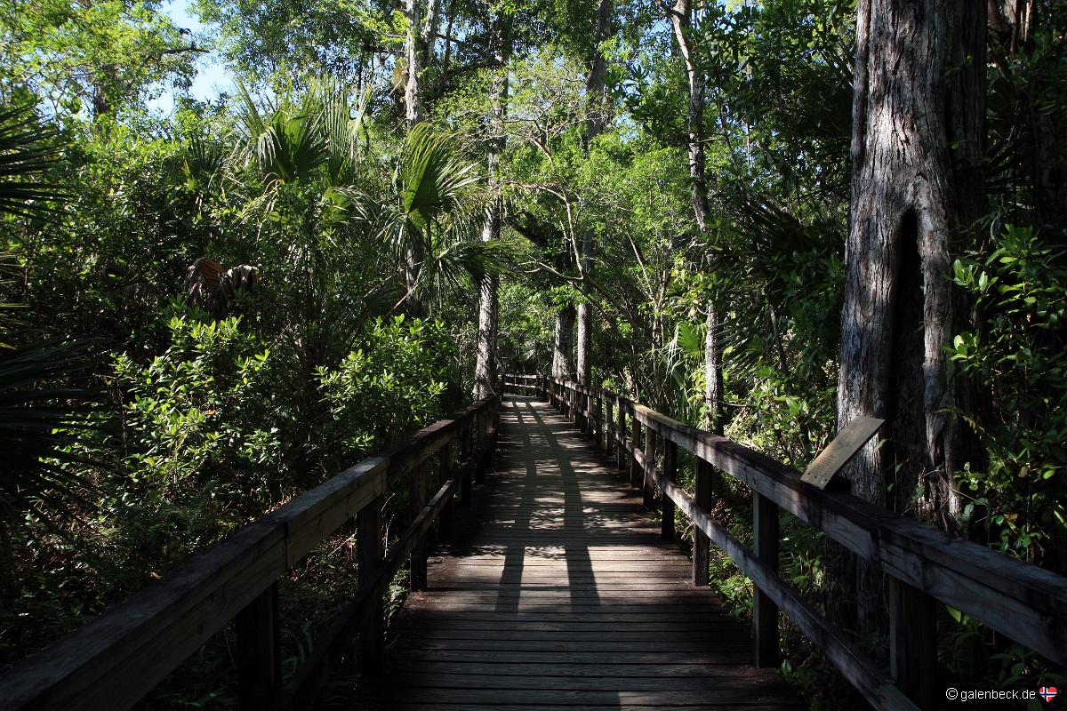 Big Cypress Bend Boardwalk