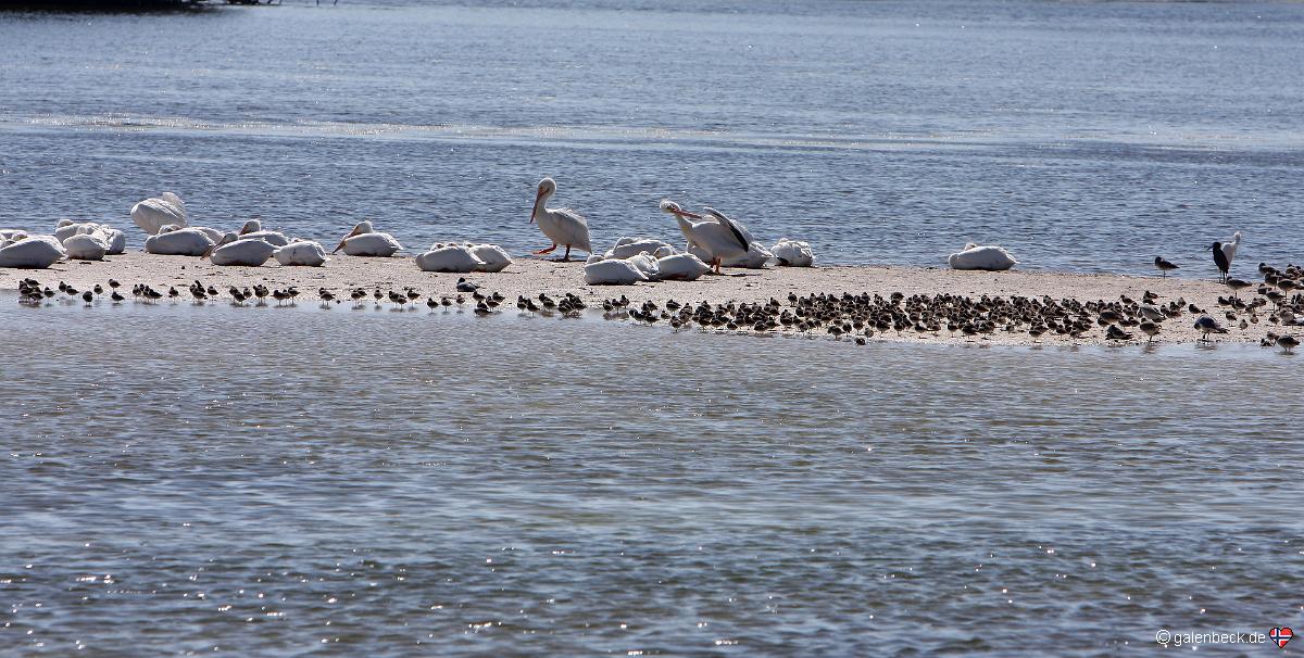 Ding Darling National Wildlife Refuge