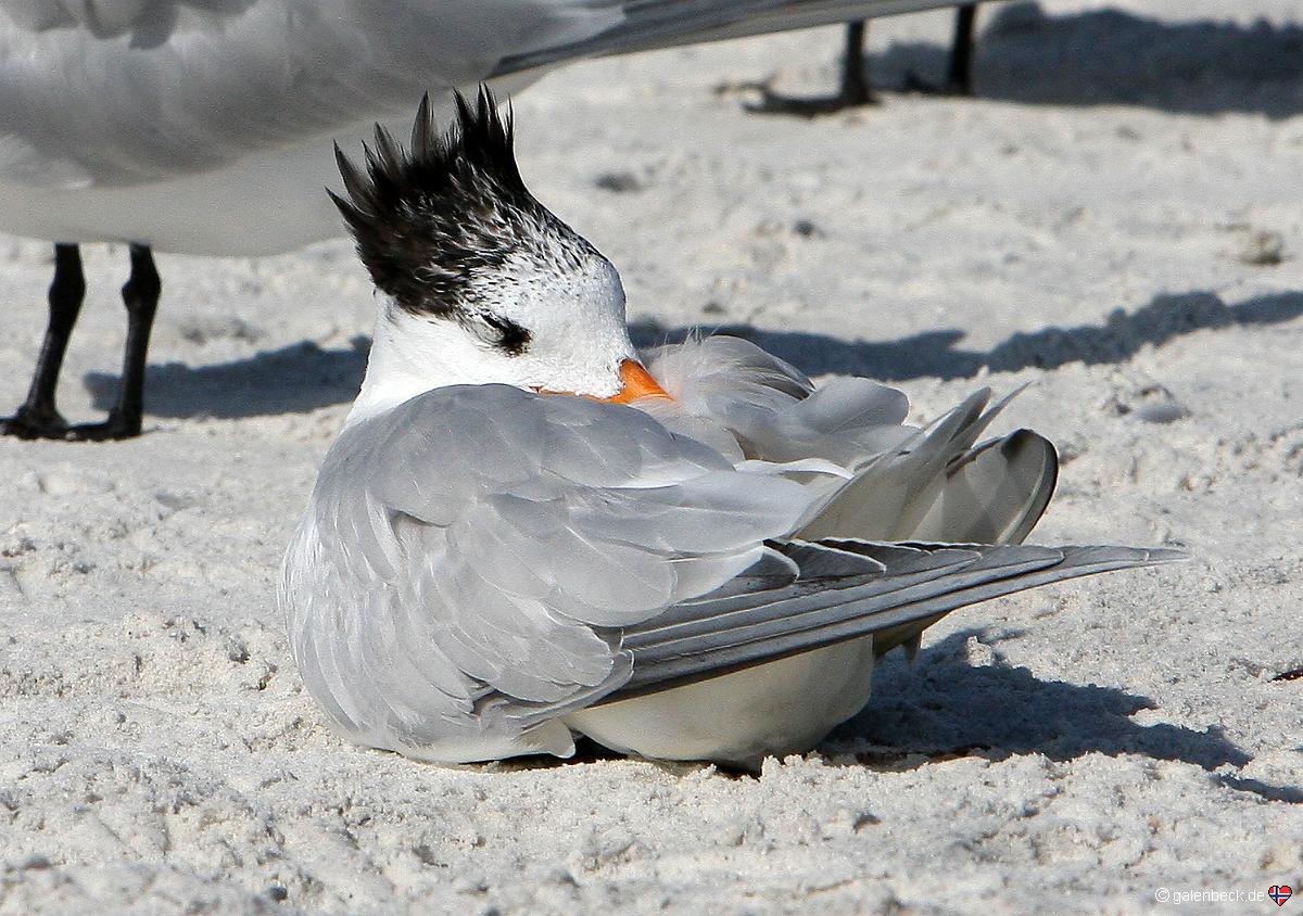 Königsseeschwalbe