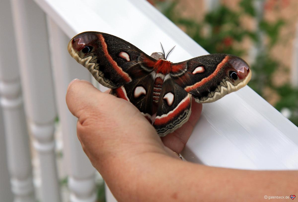 Butterfly Estates Fort Myers