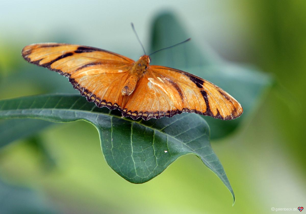 Butterfly Estates
