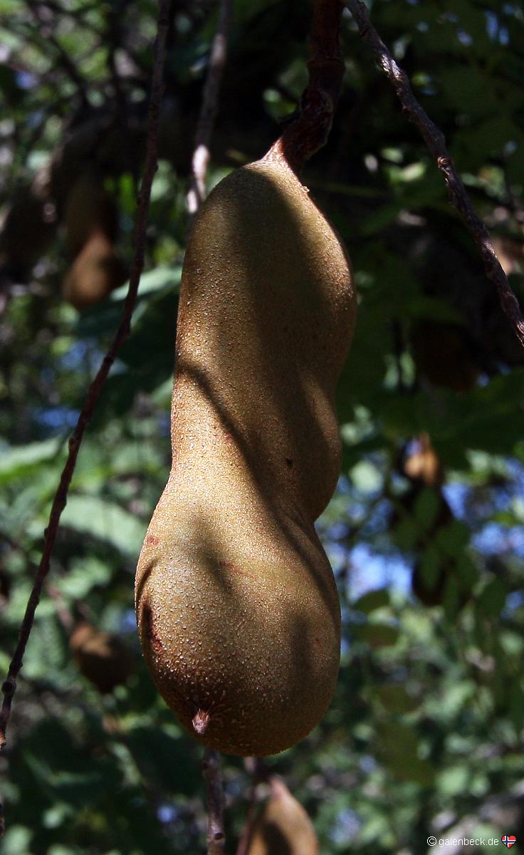 Fruit and Spice