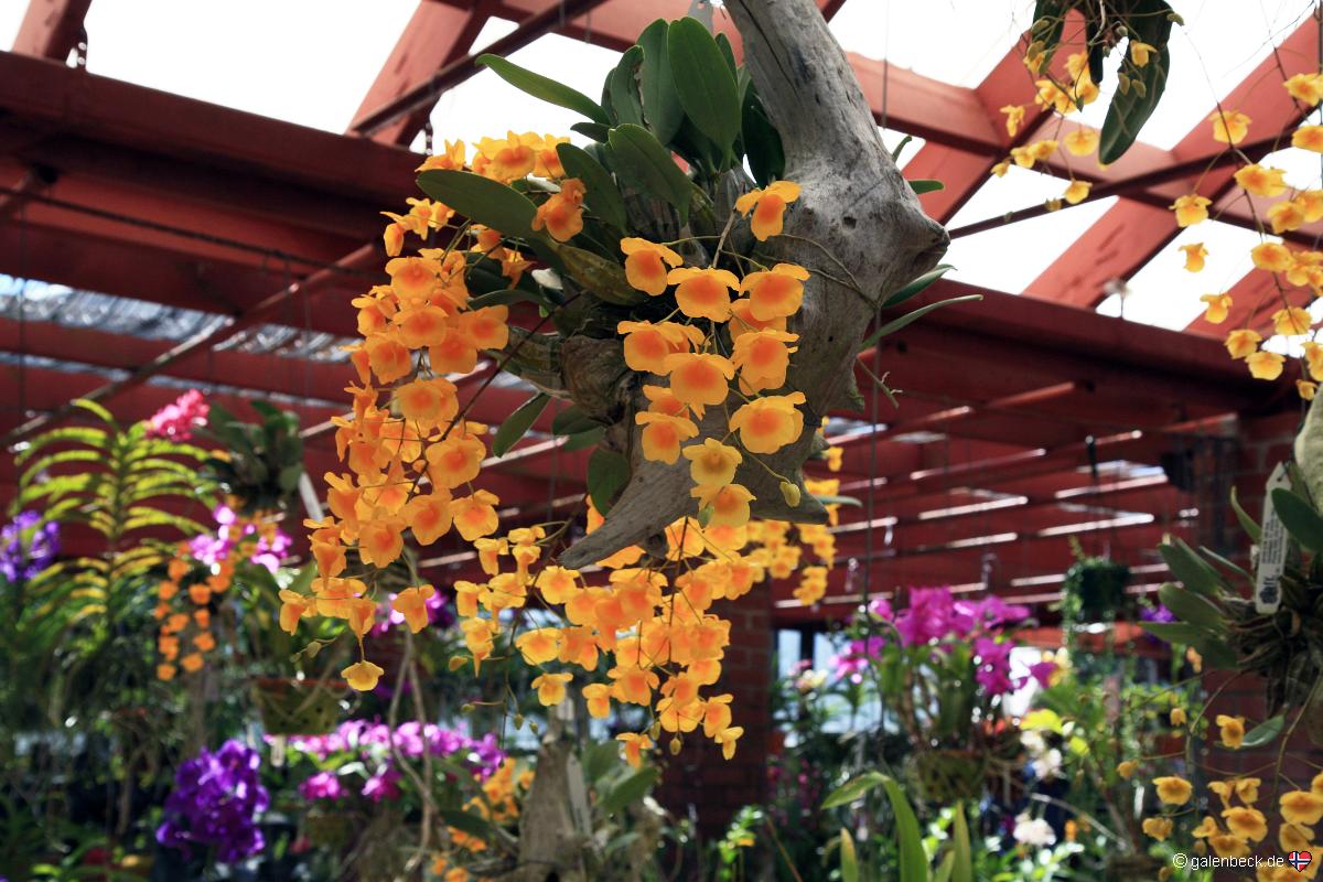 R F Orchids Florida City