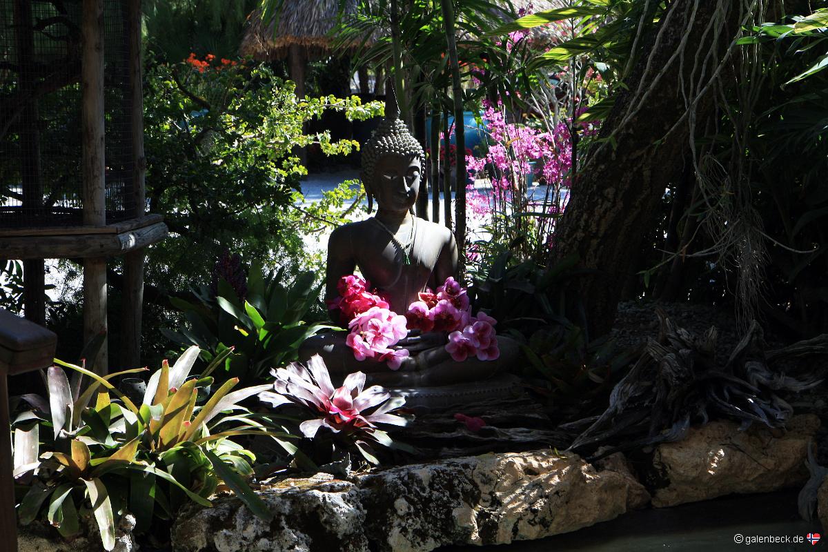 Orchids Florida City