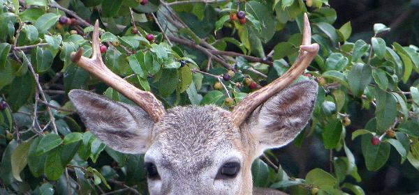 National Key Deer Refuge
