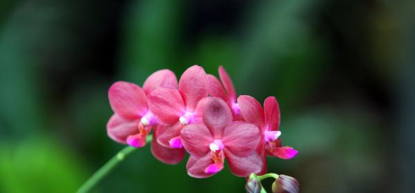 American Orchid Society Visitors Center and Botanical Garden
