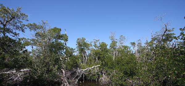J. N. Ding Darling National Wildlife Refuge