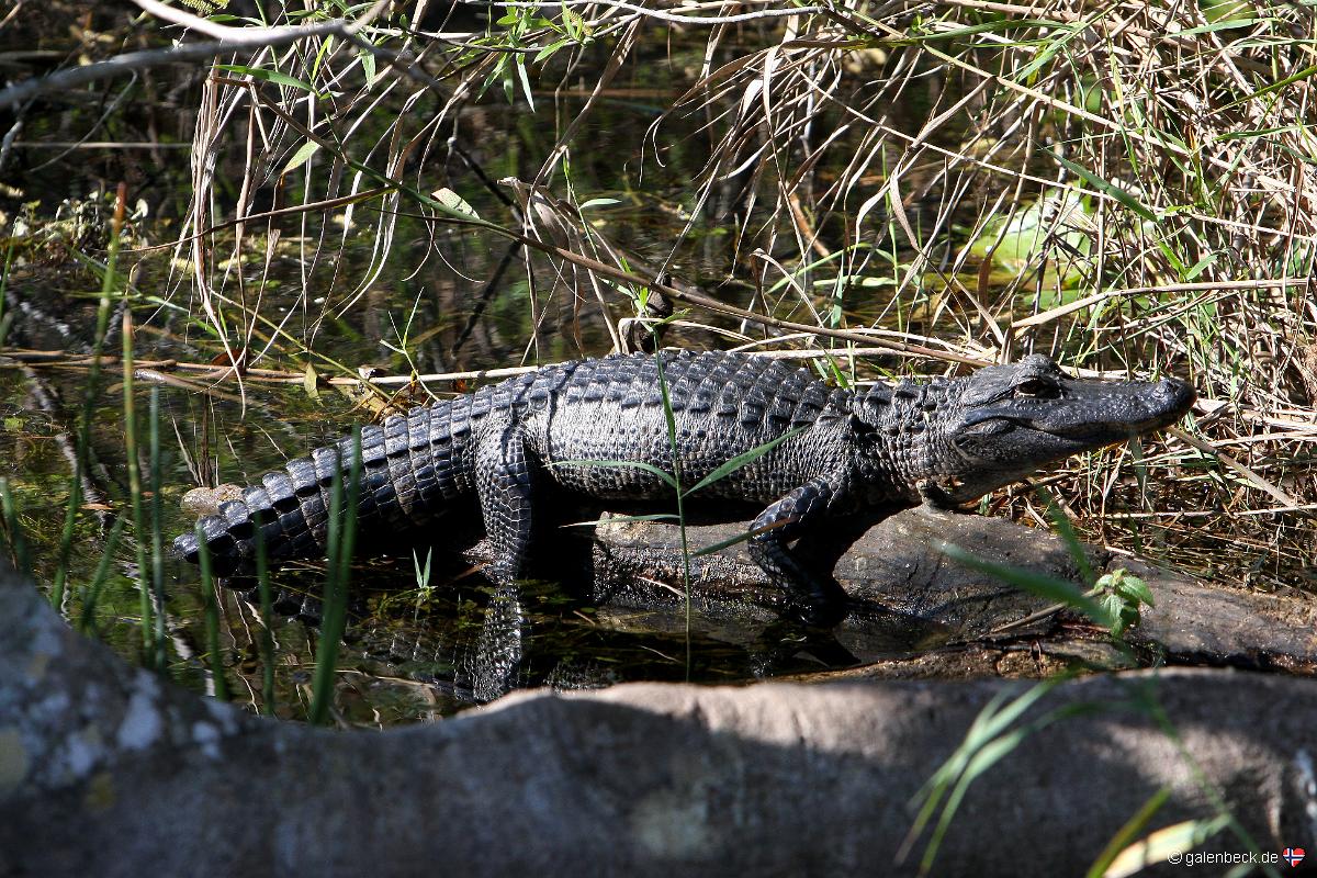 Anhinga Trail