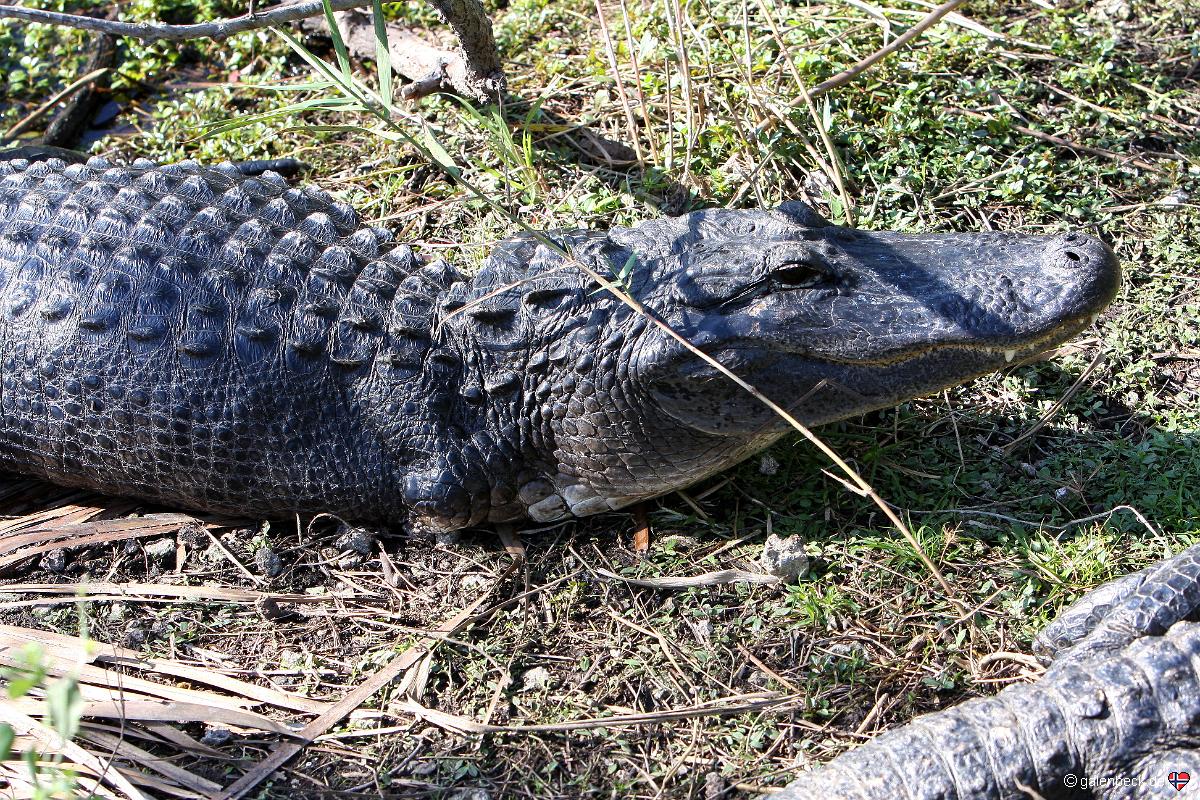 Anhinga Trail