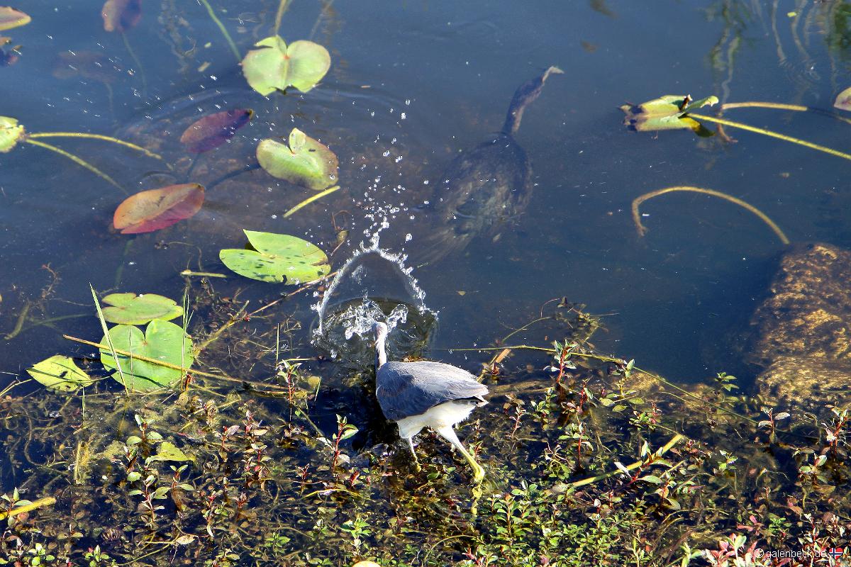 Anhinga Trail