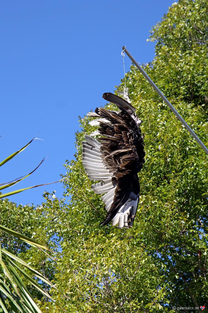 Anhinga Trail