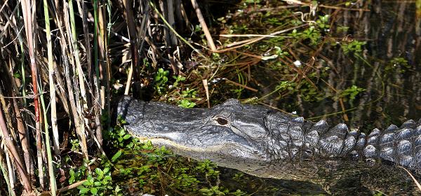 Ingraham Hwy, Homestead, Florida, United States