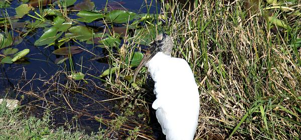 Ingraham Hwy, Homestead, Florida, United States