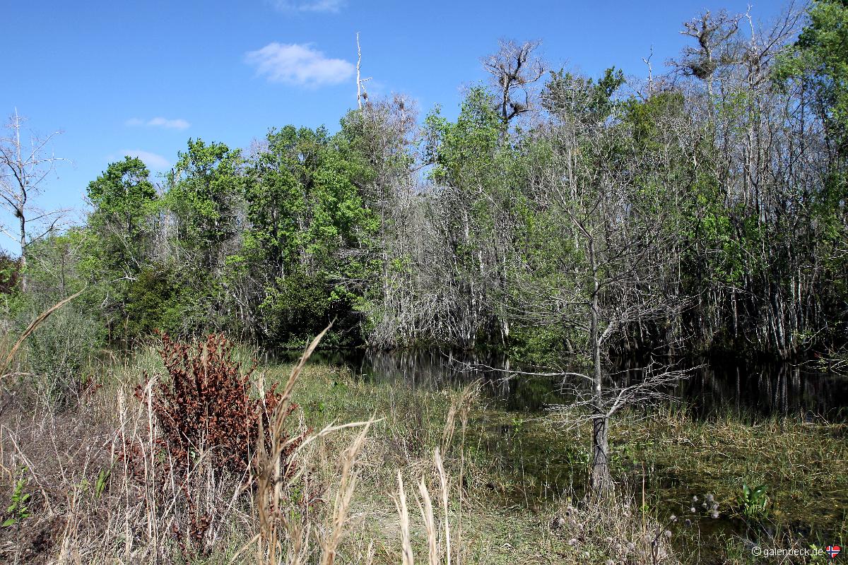 Turner River Road