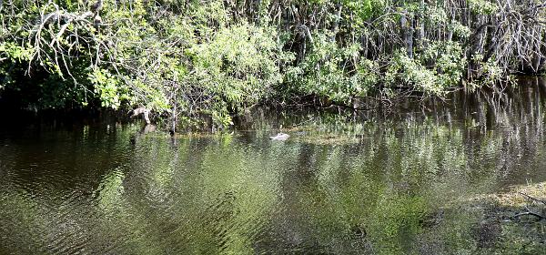 Turner River Rd, Ochopee, Florida, United States