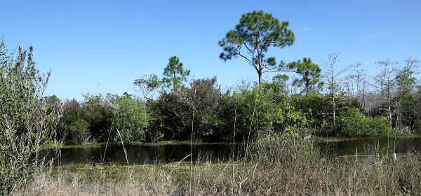 Turner River Rd, Ochopee, Florida, United States