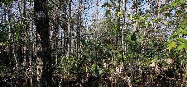 W J Janes Memorial Scenic Dr, Copeland, Florida, United States