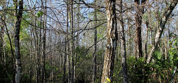 W J Janes Memorial Scenic Dr, Copeland, Florida, United States