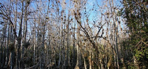 Loop Rd, Trail City, Florida, United States