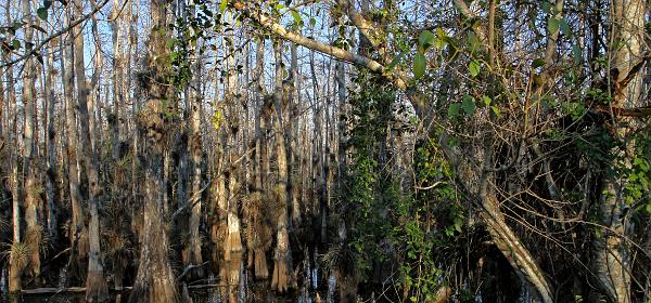 Loop Rd, Trail City, Florida, United States