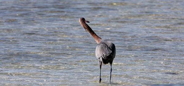 Overseas Hwy, Lower Matecumbe Beach, Florida, United States