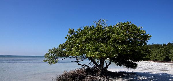 Overseas Hwy, Lower Matecumbe Beach, Florida, United States