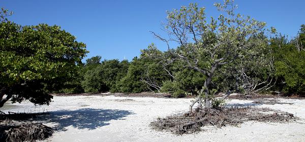 Overseas Hwy, Lower Matecumbe Beach, Florida, United States