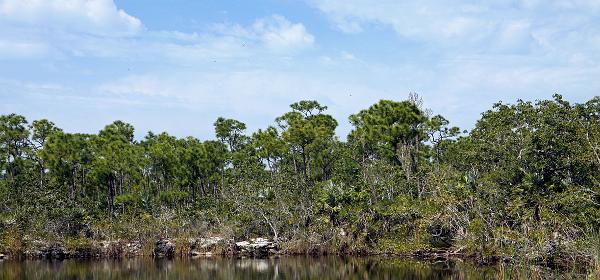 Higgs Rd, Big Pine, Florida, United States