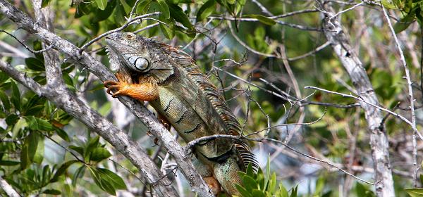 Higgs Rd, Big Pine, Florida, United States
