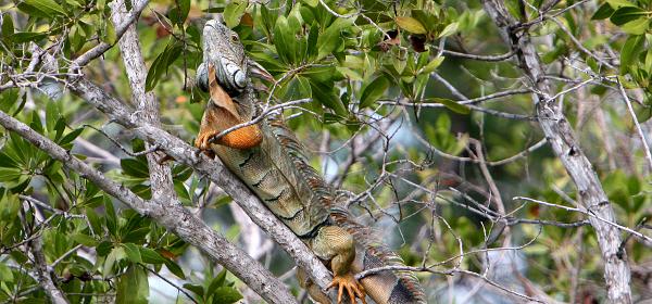 Key Deer Blvd, Big Pine, Florida, United States