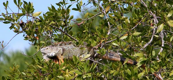 Key Deer Blvd, Big Pine, Florida, United States